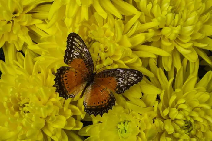 Framed Print : Orange butterfly Framed Print : Orange butterfly