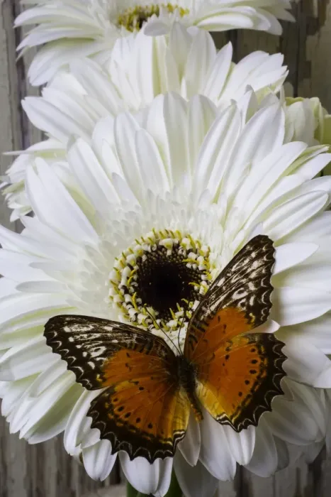 Framed Print : Orange Butterfly On White Daisy Framed Print : Orange Butterfly On White Daisy