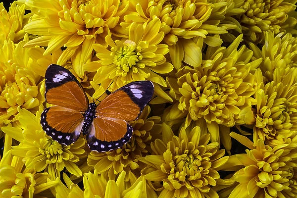Orange Butterfly On Yellow Mums