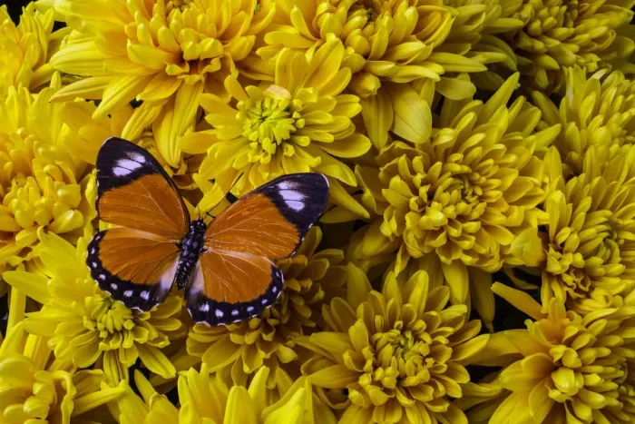 Framed Print : Orange Butterfly On Yellow Mums Framed Print : Orange Butterfly On Yellow Mums