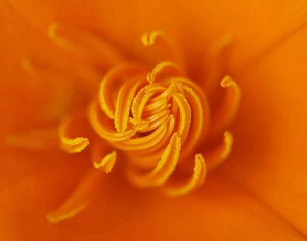 Poppy. Orange Californian poppy