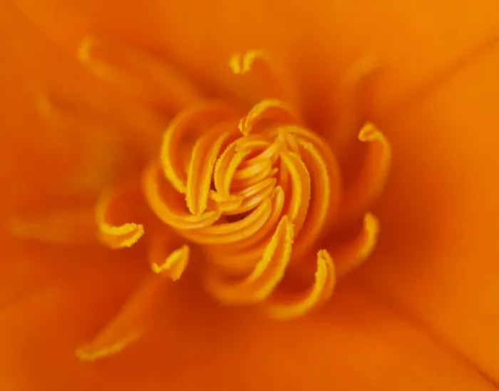 Framed Print : Poppy. Orange Californian poppy Framed Print : Poppy. Orange Californian poppy