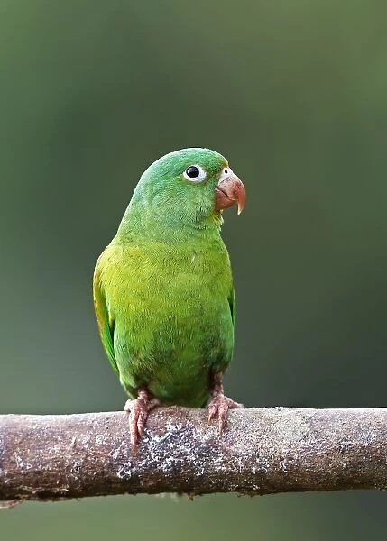 Orange-chinned parakeet