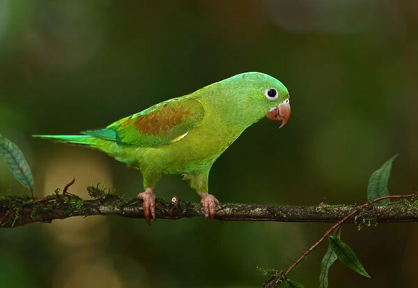 Orange-chinned parakeet Costa Rica