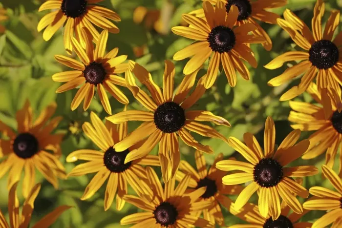 Framed Print : Orange coneflower -Rudbeckia fulgida var-, blossoms, Baden-Wuerttemberg, Germany, Europe Framed Print : Orange coneflower -Rudbeckia fulgida var-, blossoms, Baden-Wuerttemberg, Germany, Europe