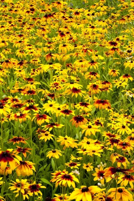 Framed Print : Orange Coneflowers -Rudbeckia fulgida-, Quebec, Canada Framed Print : Orange Coneflowers -Rudbeckia fulgida-, Quebec, Canada