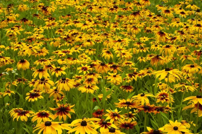 Framed Print : Orange Coneflowers -Rudbeckia fulgida-, Quebec, Canada Framed Print : Orange Coneflowers -Rudbeckia fulgida-, Quebec, Canada