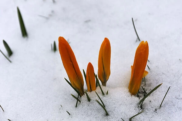 Orange crocus flowers -Crocus- in the snow, Eckental, Middle Franconia, Bavaria, Germany