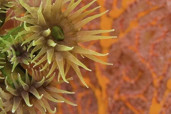 Orange Cup Coral (Tubastraea sp. )