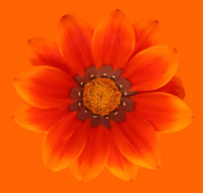 Framed Print : Orange gazania Framed Print : Orange gazania