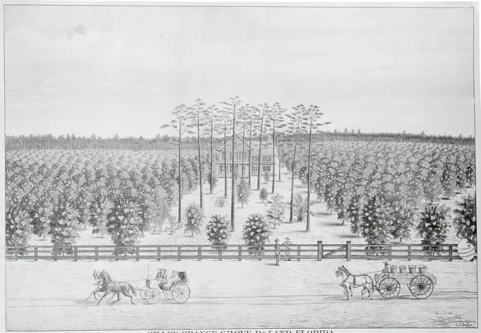 Framed Print : Orange Grove in Florida Framed Print : Orange Grove in Florida