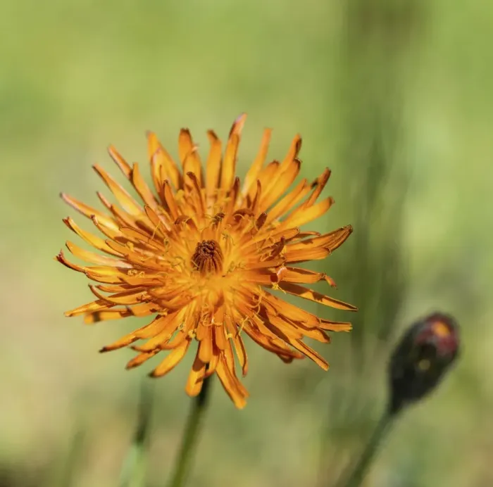 Framed Print : Orange Hawkweed -Hieracium aurantiacum-, flower