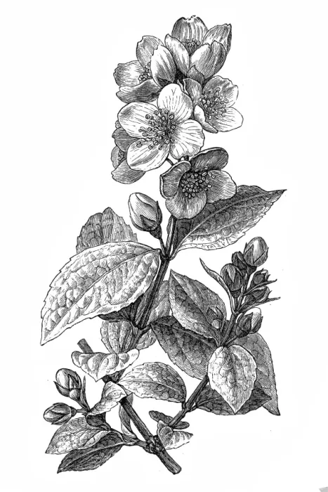 Framed Print : Orange Jessamine or Mock Orange Flowers Framed Print : Orange Jessamine or Mock Orange Flowers