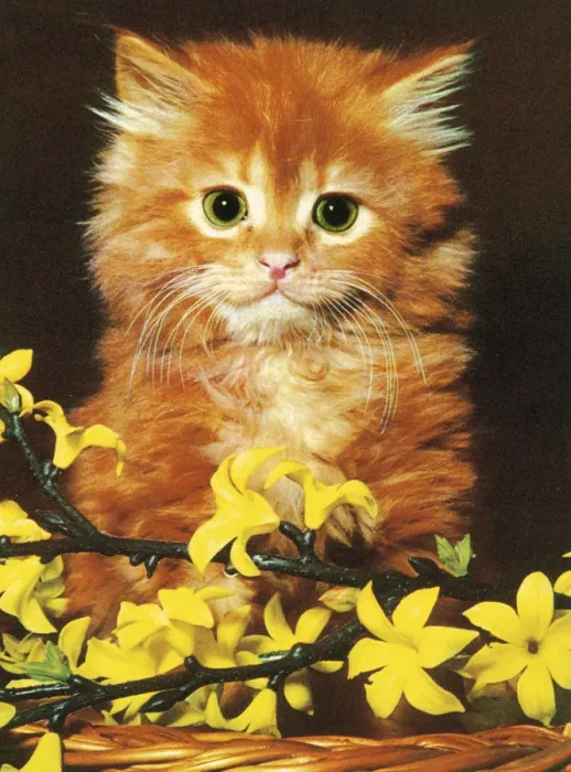 Framed Print : Orange Kitten with Flowers Framed Print : Orange Kitten with Flowers