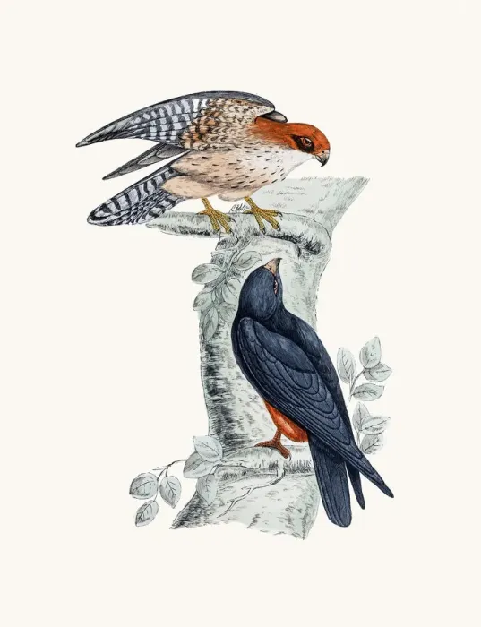 Framed Print : Orange-legged Hobby bird Framed Print : Orange-legged Hobby bird