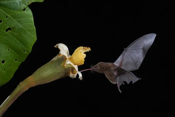 Framed Print : Orange nectar bat Framed Print : Orange nectar bat