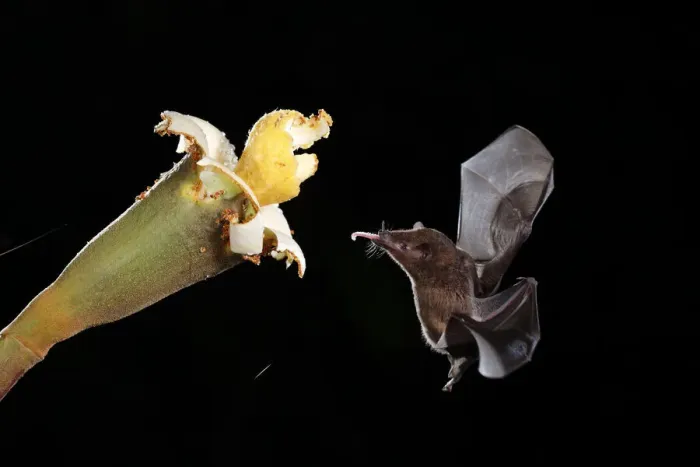 Framed Print : Orange nectar bat