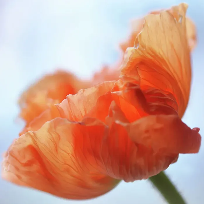 Framed Print : orange poppy flower Framed Print : orange poppy flower