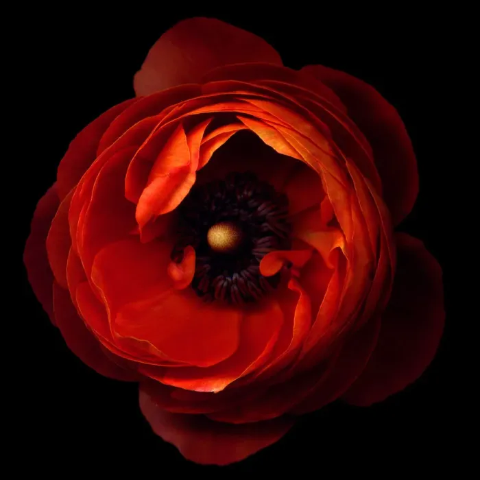 Framed Print : Orange ranunculus Framed Print : Orange ranunculus