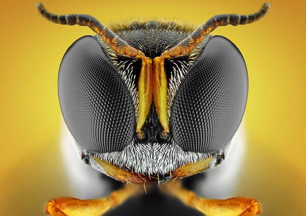 Orange square-headed wasp