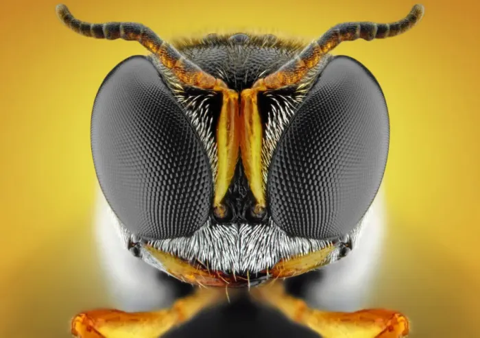 Framed Print : Orange square-headed wasp Framed Print : Orange square-headed wasp