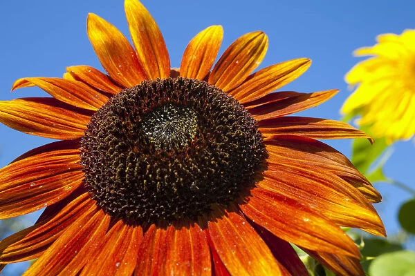 Orange Sunflower -Helianthus annuus-, Adamsville, Quebec, Canada