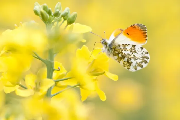 Framed Print : Orange Tip -Anthocharis cardamines-, male, in a rape field, North Hesse, Hesse, Germany Framed Print : Orange Tip -Anthocharis cardamines-, male, in a rape field, North Hesse, Hesse, Germany