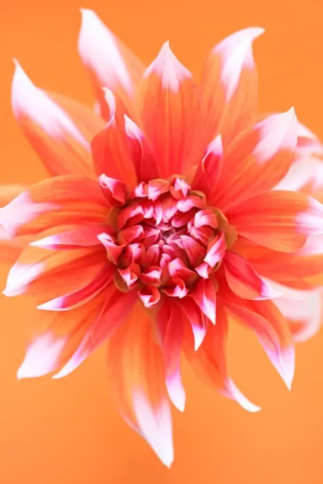 Framed Print : Orange turmoil Framed Print : Orange turmoil