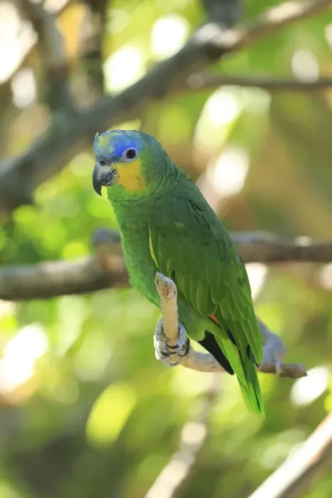 Framed Print : Orange-winged Amazon -Amazona amazonica-, adult on tree, native to South America, captive Framed Print : Orange-winged Amazon -Amazona amazonica-, adult on tree, native to South America, captive