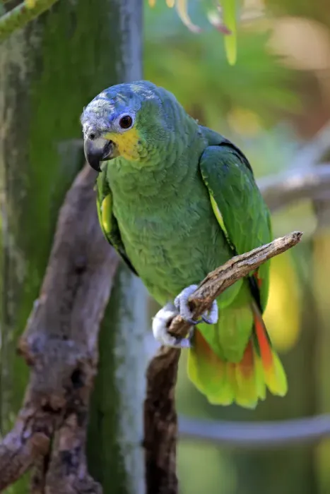 Framed Print : Orange-winged Amazon -Amazona amazonica-, adult on tree, native to South America, captive Framed Print : Orange-winged Amazon -Amazona amazonica-, adult on tree, native to South America, captive