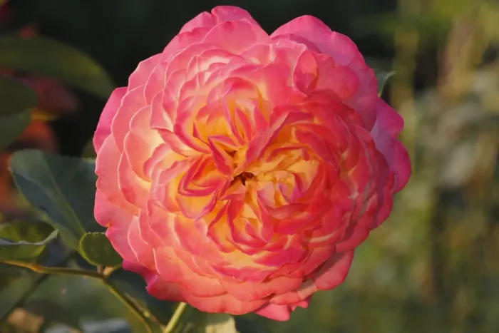 Framed Print : Orange-yellow Floribunda Rose -Rosa sp. - Framed Print : Orange-yellow Floribunda Rose -Rosa sp. -