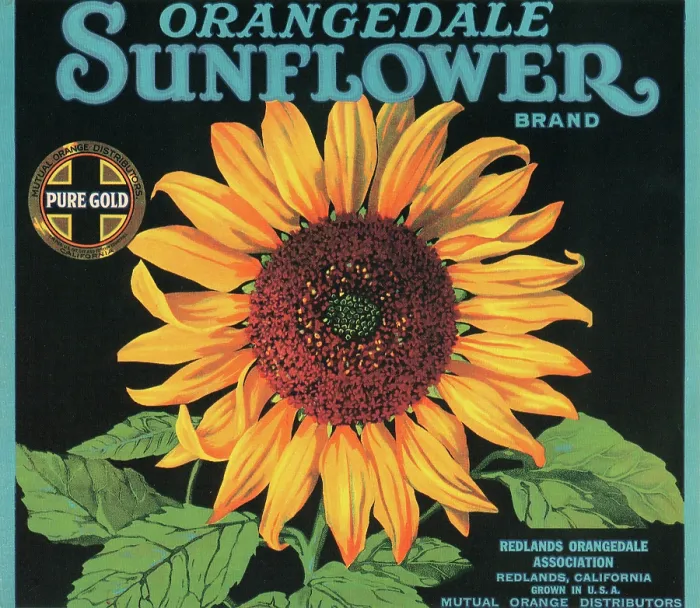 Framed Print : Orangedale Sunflower Brand Framed Print : Orangedale Sunflower Brand