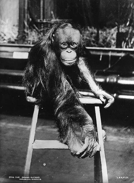 Orangutan. circa 1905: An orang-utan in Londons Regents Park zoo