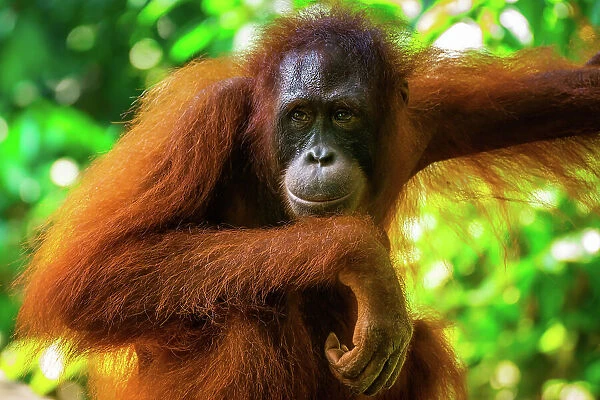 Orangutan mother stopping to wait for her baby to catch up