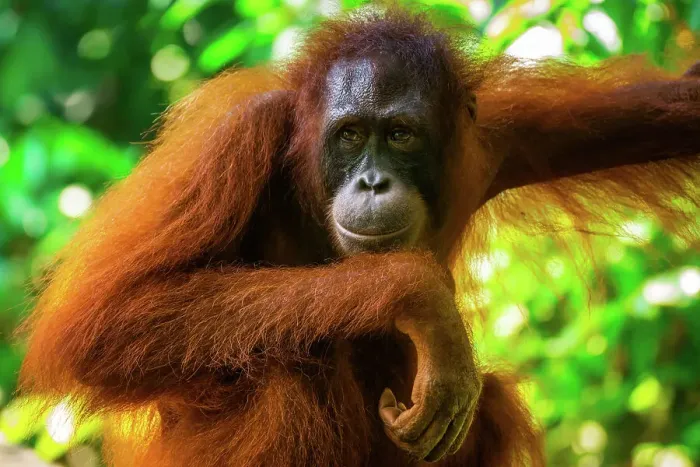 Framed Print : Orangutan mother stopping to wait for her baby to catch up Framed Print : Orangutan mother stopping to wait for her baby to catch up