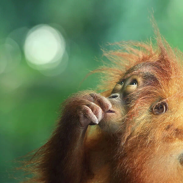 Orangutan looking up against bokeh background