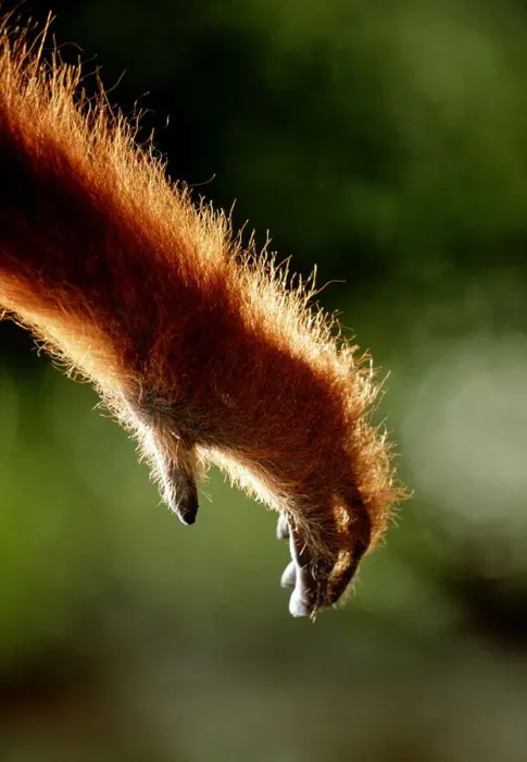 Framed Print : Orangutan Arm (Pongo Pygmaeus)