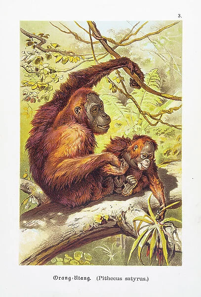 Orangutan with baby chromolithographs 1888