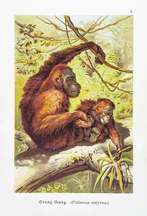 Framed Print : Orangutan with baby chromolithographs 1888 Framed Print : Orangutan with baby chromolithographs 1888