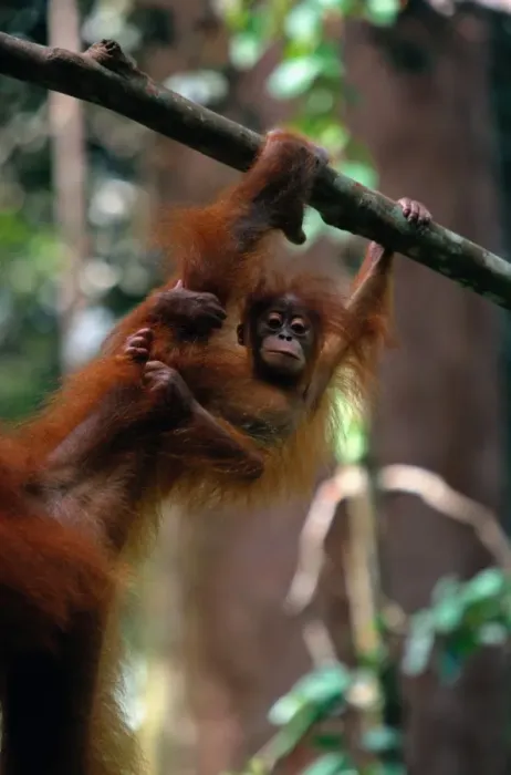 Framed Print : Orangutan baby (Pongo pongo abelii) clutching mothers arm, Indonesia Framed Print : Orangutan baby (Pongo pongo abelii) clutching mothers arm, Indonesia