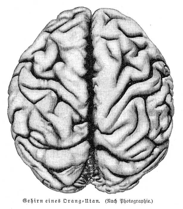 Framed Print : Orangutan brain anatomy engraving 1857