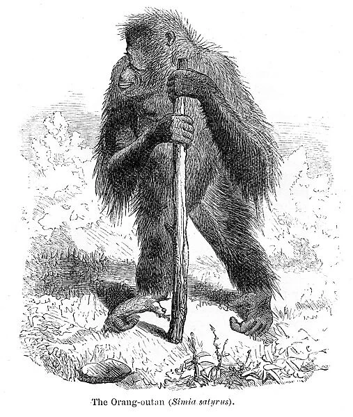 Orangutan engraving 1878
