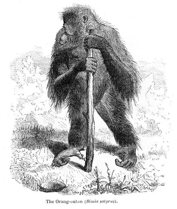 Framed Print : Orangutan engraving 1878 Framed Print : Orangutan engraving 1878