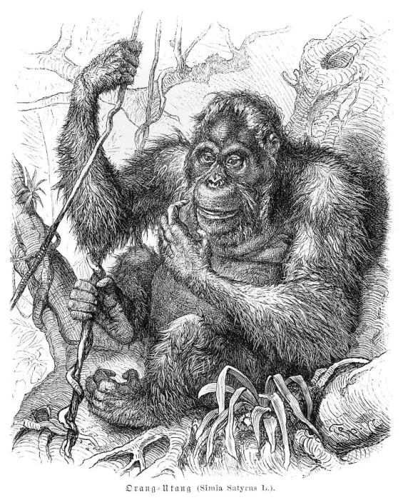 Framed Print : Orangutan engraving 1882 Framed Print : Orangutan engraving 1882