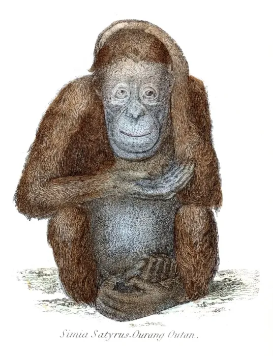 Framed Print : Orangutan illustration 1803 Framed Print : Orangutan illustration 1803
