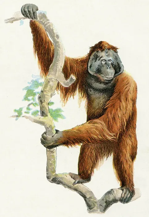 Framed Print : Orangutan illustration 1899 Framed Print : Orangutan illustration 1899