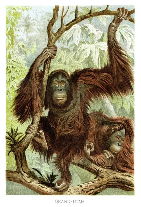 Framed Print : Orangutan lithograph 1894 Framed Print : Orangutan lithograph 1894