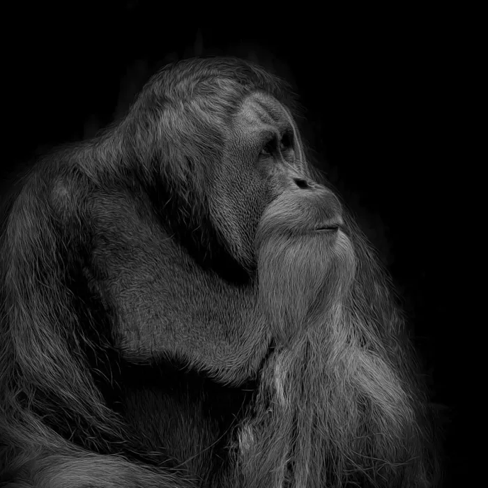 Framed Print : Orangutan Looking Up Portrait Monochrome Framed Print : Orangutan Looking Up Portrait Monochrome