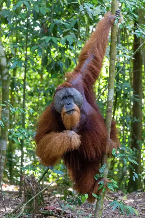 Framed Print : Orangutan male Framed Print : Orangutan male