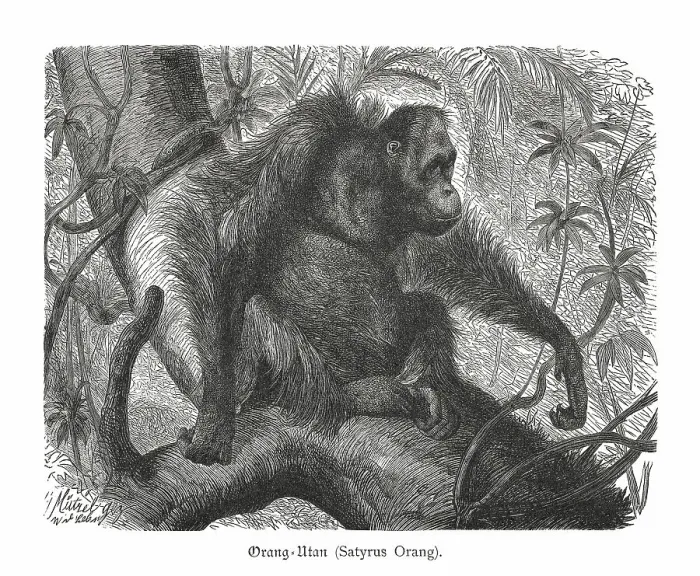 Framed Print : Orangutan (Pongo abelii), wood engraving, published in 1897 Framed Print : Orangutan (Pongo abelii), wood engraving, published in 1897
